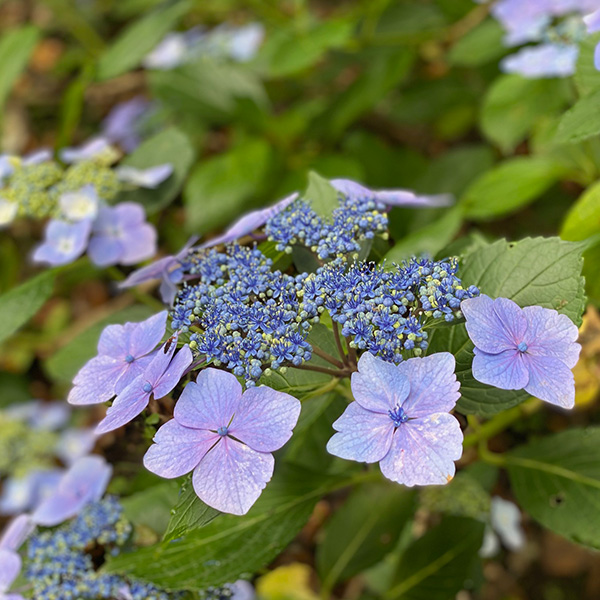 有限会社白河衛生社
